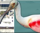 Roseate Spoonbill