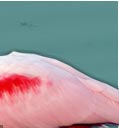 Roseate Spoonbill